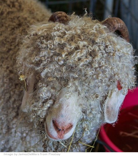 fibra textil animal