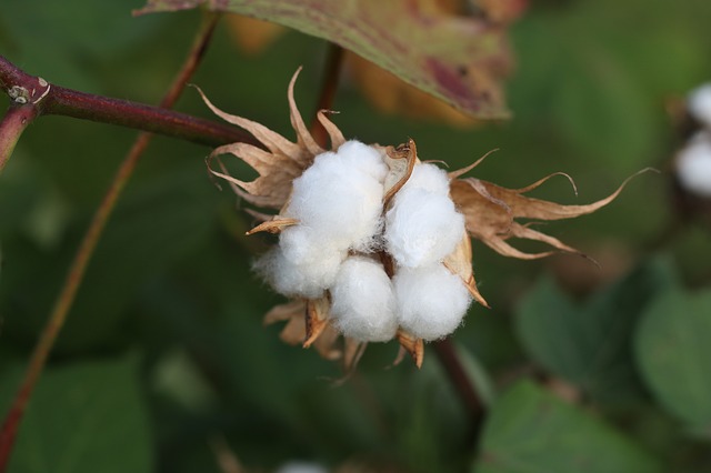 planta de algodón